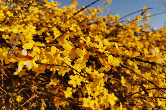 迎春花