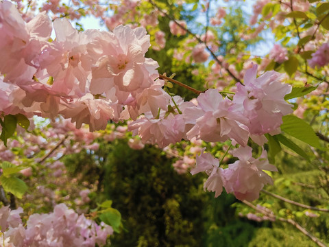 樱花