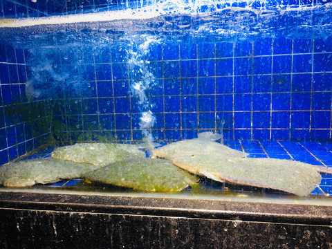 多宝鱼