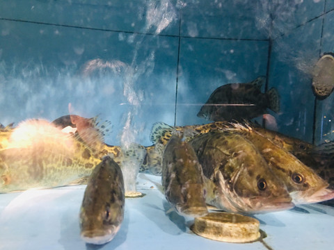 黑鱼