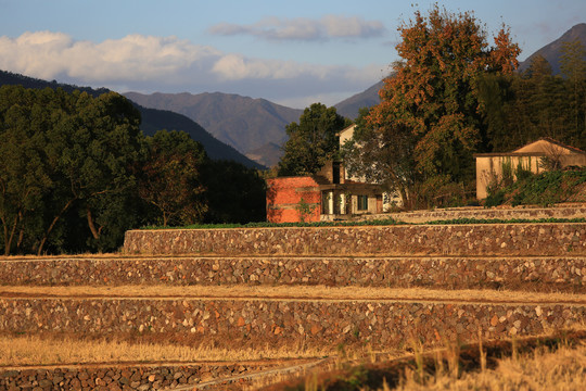 希望的田野