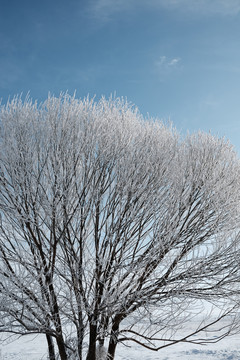 雪树