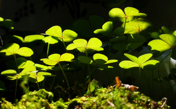 绿色植物小草