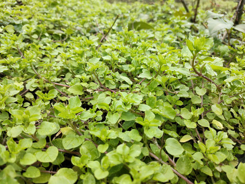 繁缕草