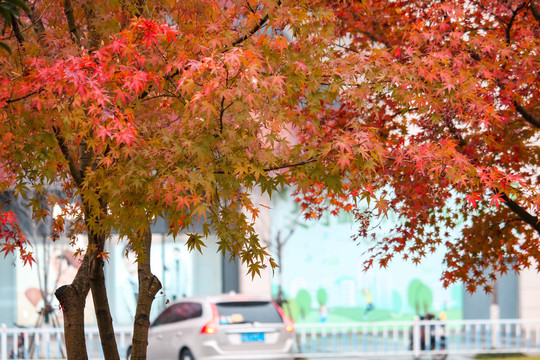 深秋的红枫树