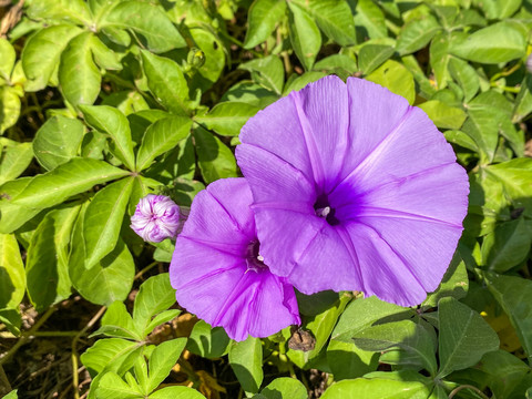 紫色牵牛花