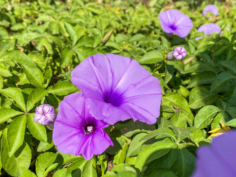 紫色喇叭花