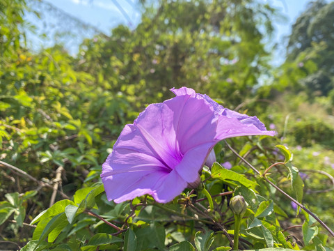 逆光喇紫色叭花