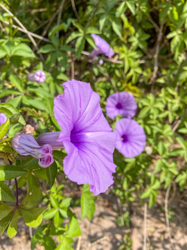 侧面特写牵牛花