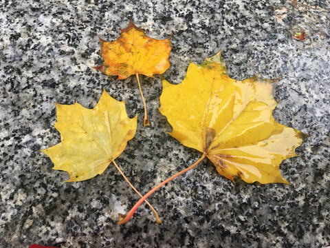 雨后落叶