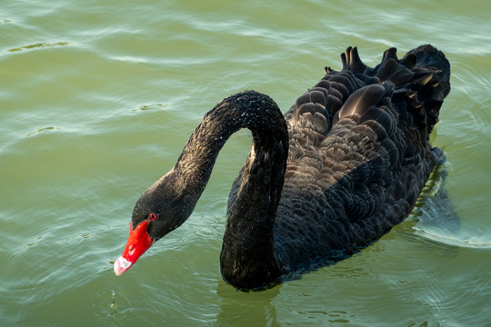 湖上的黑天鹅
