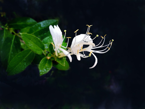 金银花