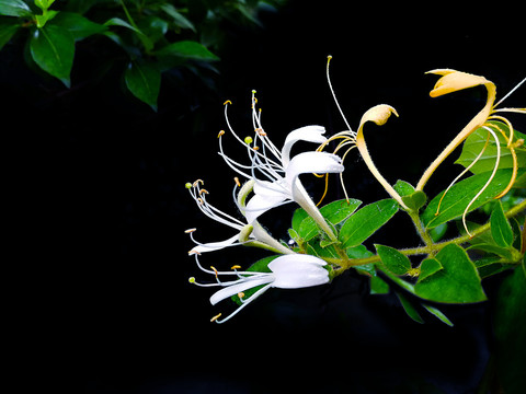 金银花