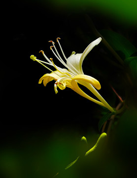 金银花