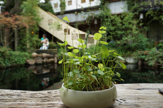 庭院植物