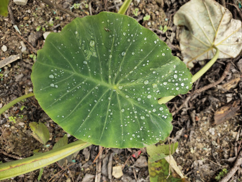 芋头叶与水珠