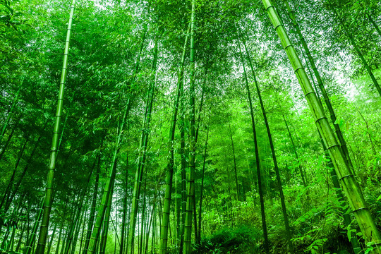 竹林