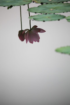 荷花倒影