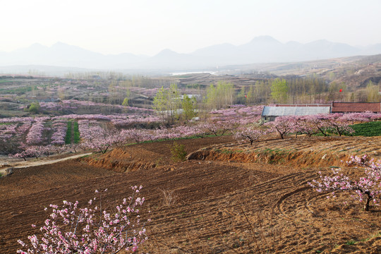 桃花盛开