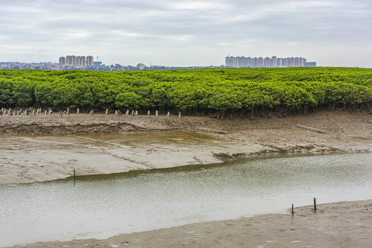 红树林