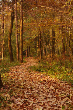 秋天树林小路