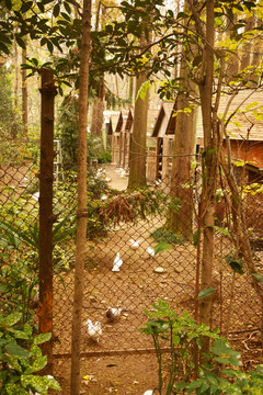 林中养鸽子的小木屋