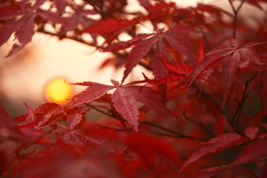 落日与红叶