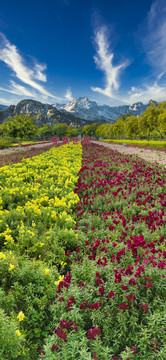 香草世界花园