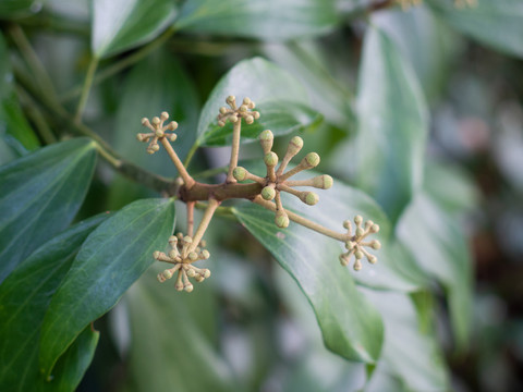 五加科植物树参果实