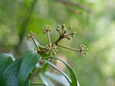 五加科植物树参果实