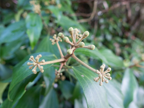 五加科植物树参果实