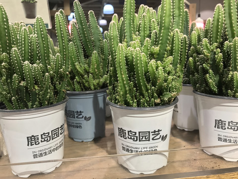 绿色植物