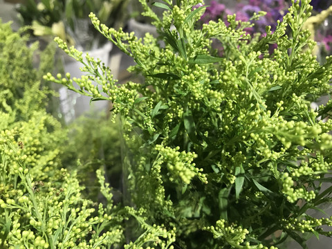 一枝黄花