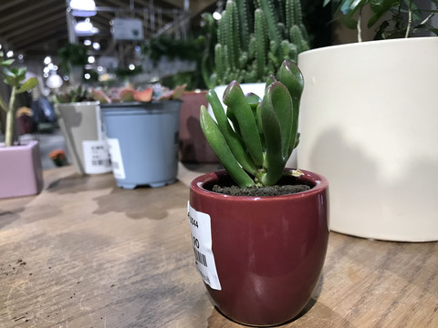 筒叶花月