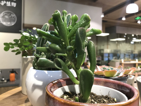筒叶花月