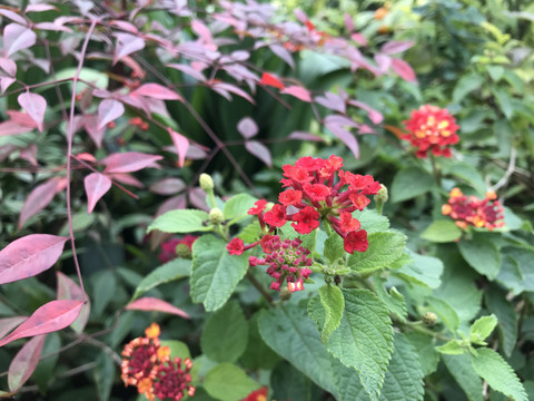 盛开的马缨花
