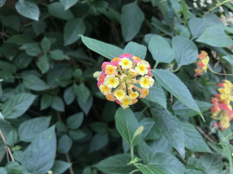 黄色的马缨花