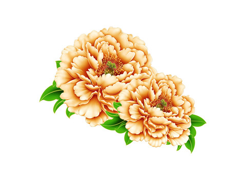 牡丹花