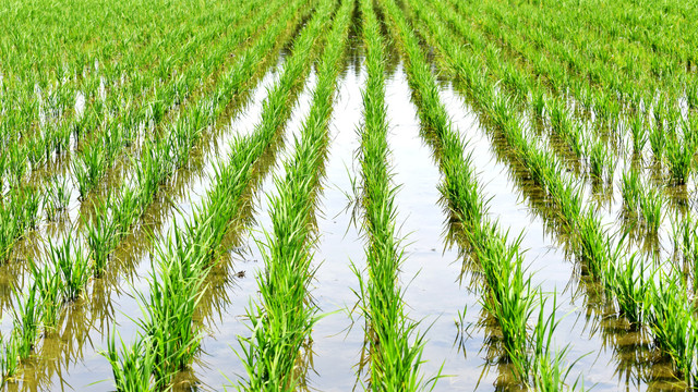苗期水稻