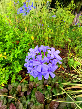 蓝雪花