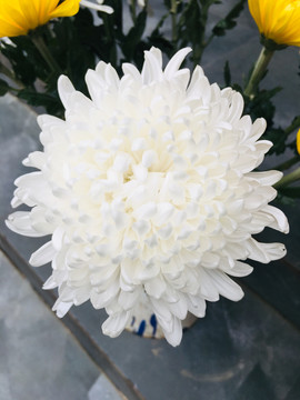 菊花
