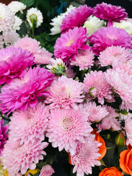 菊花