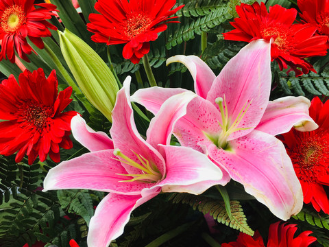 百合花