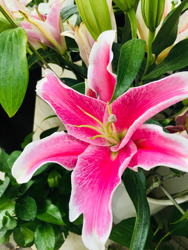 百合花