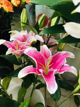 百合