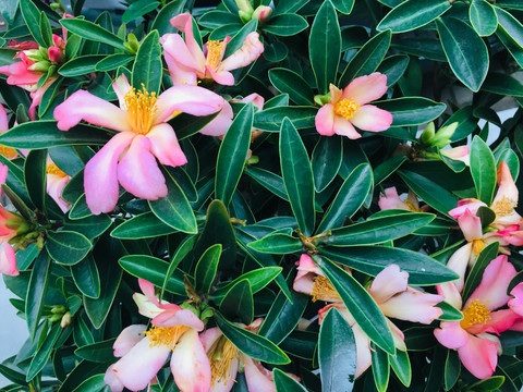 茶花
