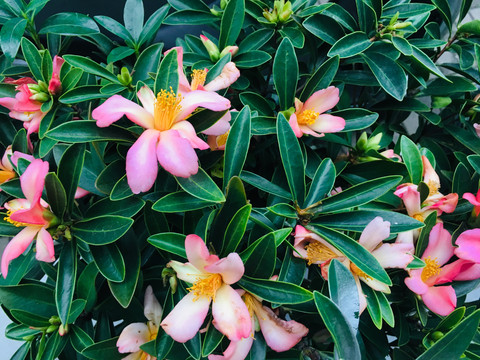 茶花