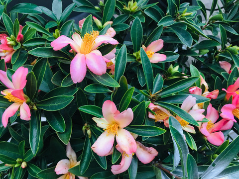 山茶花