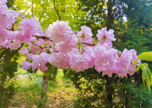 樱花