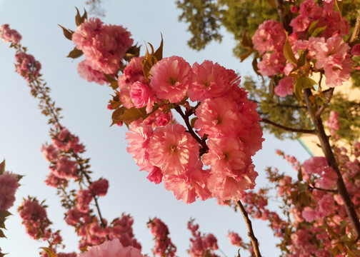 樱花